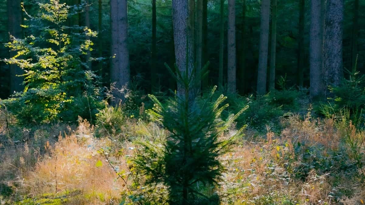 2025 Egypt Snapchat AllCategory Advertising Rate Card for Ghana Market