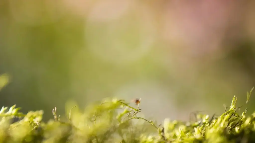 Akɔtɔde nkyerɛkyerɛ ma Ghana creators kwan a wobɛfa so afa ShareChat so ne Israel brands de build hype ama product launch.