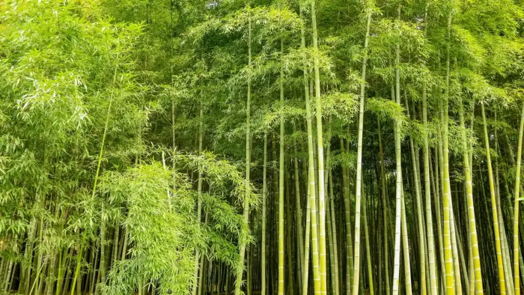 Ɛkwan a wopɛ sɛ wobɔ giveaway kampɛns wɔ Malaysia wɔ Takatak so — practical nhyehyɛe, sourcing tips, vetting checklist ne outreach scripts ma Ghana adwumayɛfo.