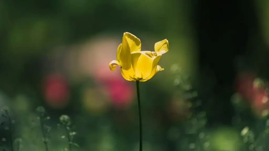 Ɔkwan pa a Ghana creators tumi fa so hyɛ Norway brands a wɔwɔ Shopee mu nkuran, nkabom, ne long-form review tactics a ɛde loyalty ne conversions ba.