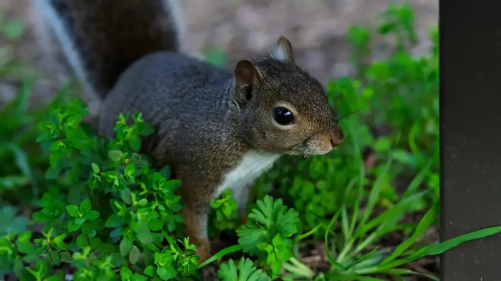 Akwankyerɛ praktikal ma Ghana creators a wɔpɛ sɛ wɔka Tanzania brands wɔ Kuaishou de yɛ unboxing ne testimonial clips — yɛ local tactics, outreach scripts, na ma VPN tip.