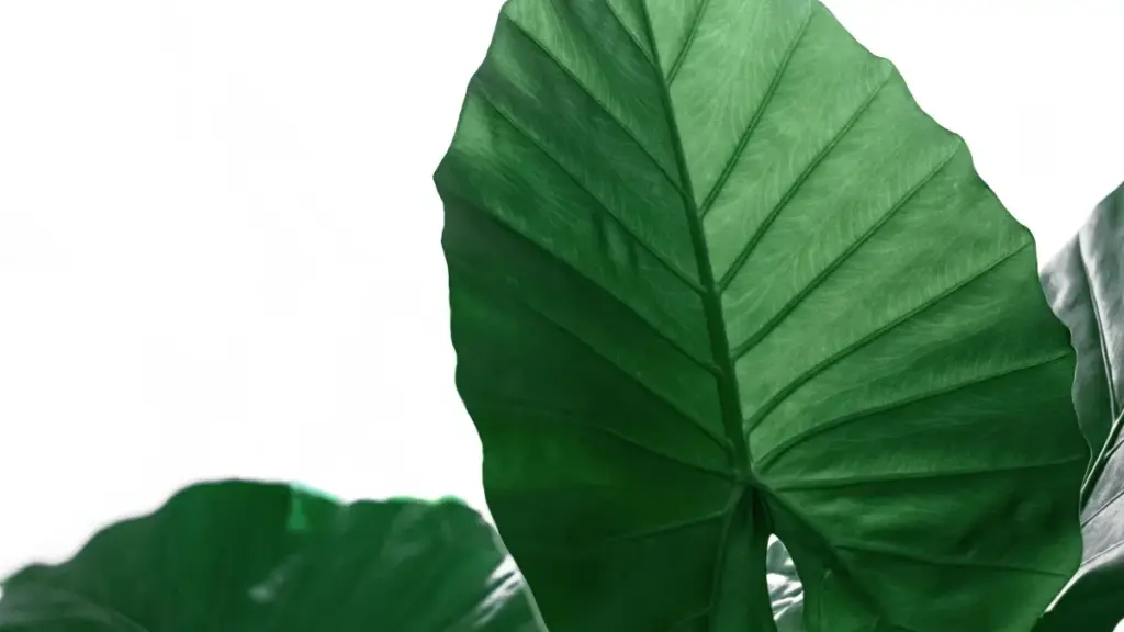 Mpɛyɛ tips ma Ghana creators a wɔpɛ sɛ wɔde Line bɔ China brands ho adwuma de promo music challenges — practical steps, risks, ne outreach templates.