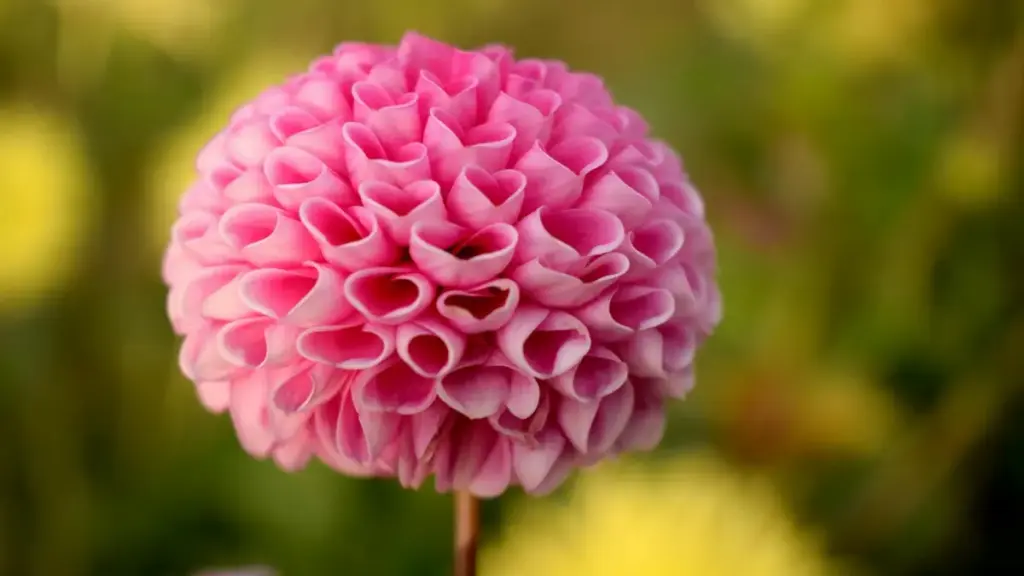 Mmara a wobɛfa so de ShareChat kɔ Lithuania brands mu na yɛ branded fitness content — praktikal steps, outreach templates, ne data-driven tactics ma Ghana creators.