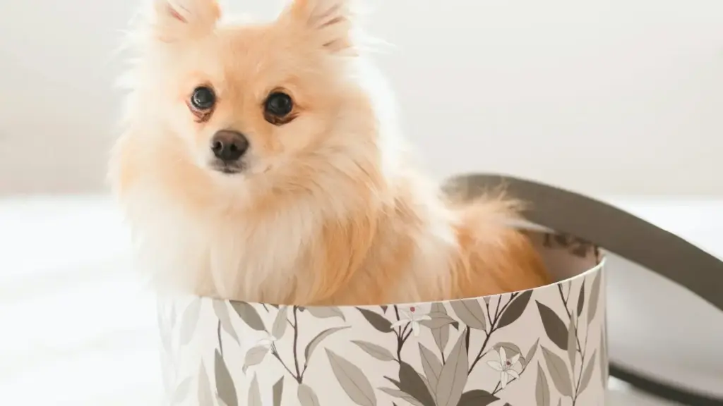 Mmoa nti: ntetee a Ghana creator betumi afa so akyerɛ Thailand Lazada brands na wɔmfa game key giveaways — step-by-step, contacts, promo timing, ne risks.