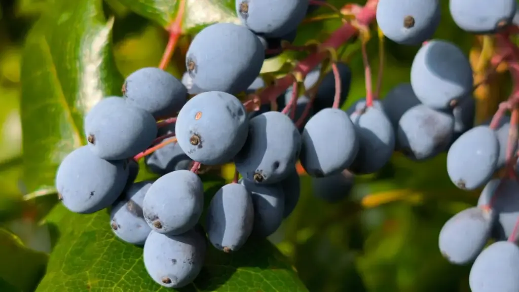 Nhyehyɛɛ kwan a advertisafo Ghana betumi afa so ahu Estonia Shopee creators, pɛ partnerships, na yɛ creator-led sales pushes a ɛyɛ performance-driven.