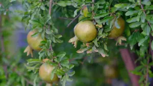 Kɔfa Romania Lazada creators a wɔbɛhyɛ seasonal deals mu — taktiks, channels, ne local insight ma Ghana advertisers.