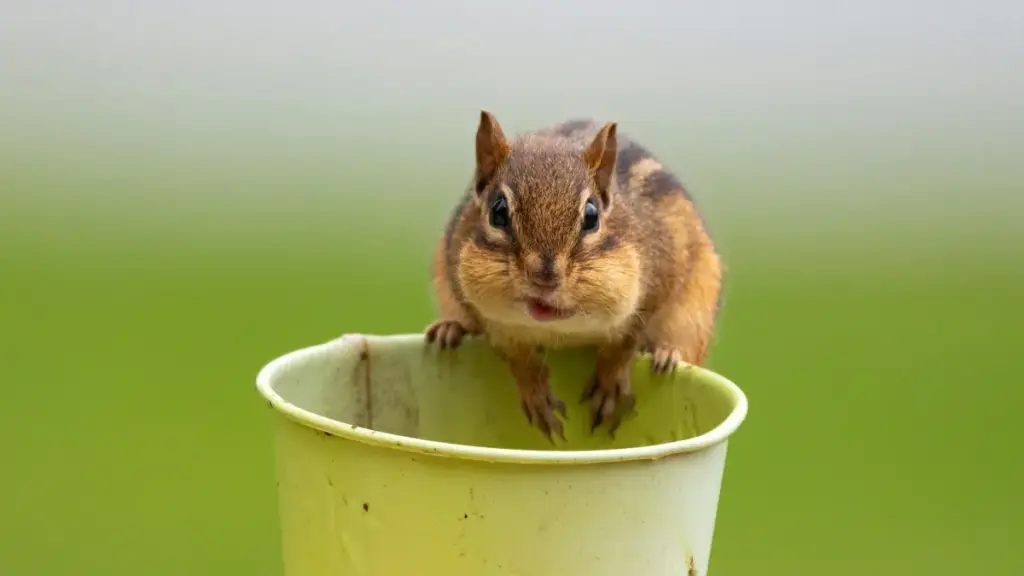 Mɛkyerɛ wo akwan a wode bɛhwehwɛ Switzerland Lazada creators na wosisi long-term partnerships ne mid-tier creators—practical steps, tools, na risks.