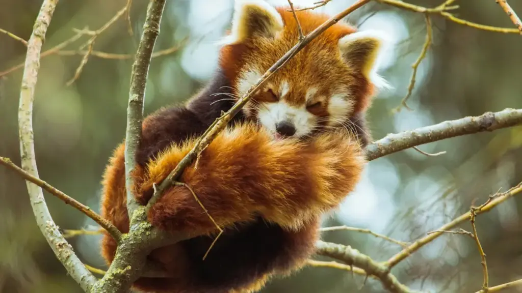 Adwuma a ɛfa sɛnea Ghana advertisers betumi ahwehwɛ Hungary KakaoTalk creators de kɔma travel destinations ho visibility — practical steps, partner routes, ne content playbook.