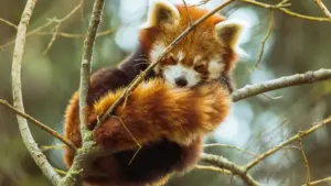 Adwuma a ɛfa sɛnea Ghana advertisers betumi ahwehwɛ Hungary KakaoTalk creators de kɔma travel destinations ho visibility — practical steps, partner routes, ne content playbook.