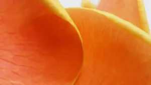 Sɛ wopɛ Czech Republic Apple Music creators a wɔbɛdan followers ayɛ buyers a, ha na wobɛhunu faako a wobɛhwehwɛ wɔn ne nea brands rehwehwɛ seesei.